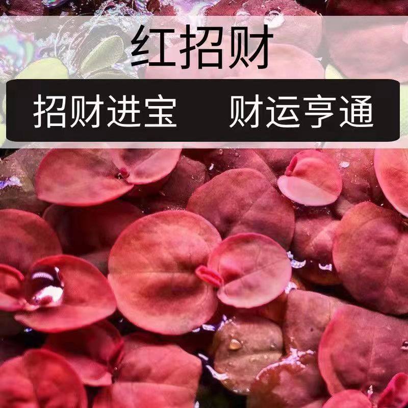 红毛丹浮萍真水草鱼缸绿植造景摆件净化水质水培,宠物/宠物食品及用品,造景/装饰,淘宝优惠券,粉丝福利购,淘宝优惠卷