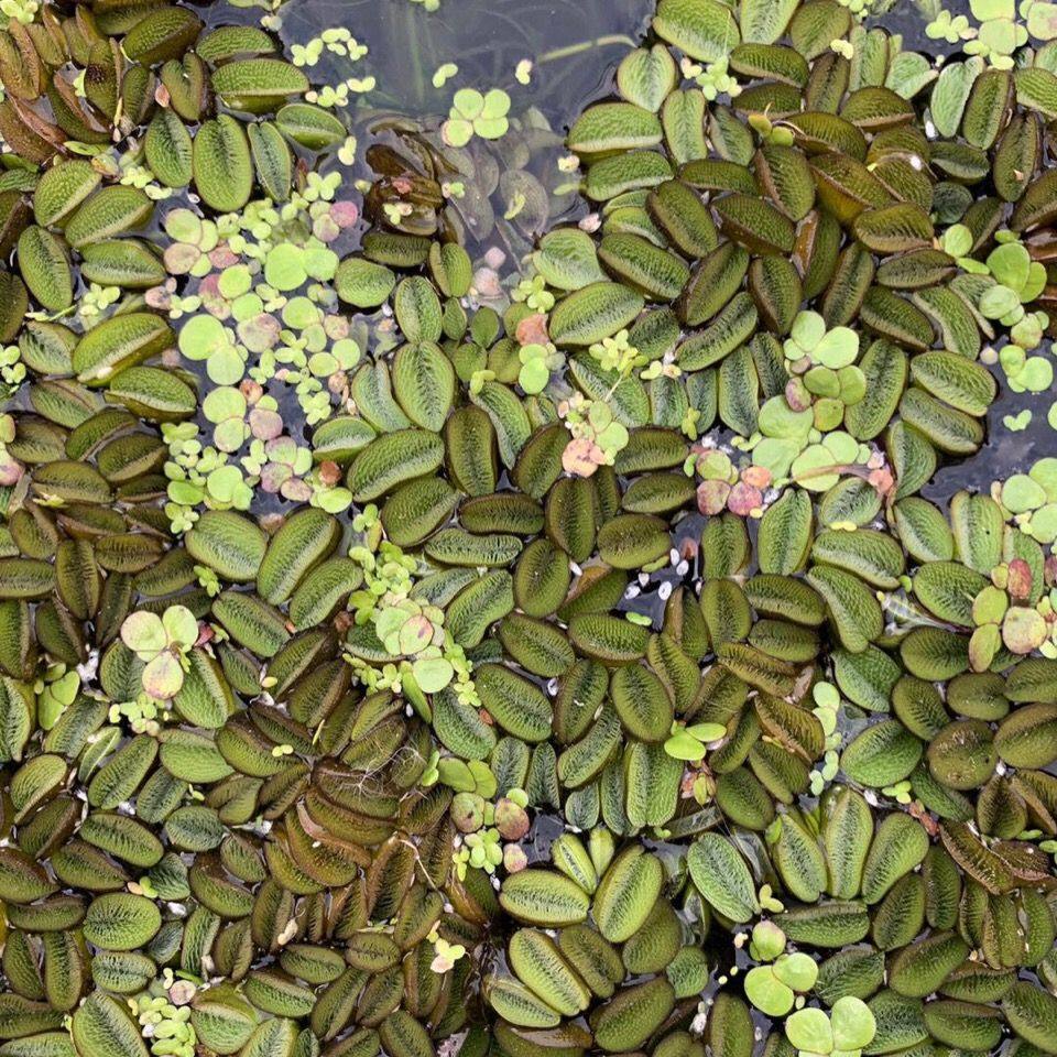 浮性水草浮萍 愧叶萍 芝麻萍除NO3利器 虾缸水草100%自养水草,宠物/宠物食品及用品,造景/装饰,淘宝优惠券,粉丝福利购,淘宝优惠卷