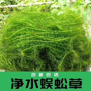 红菊绿菊花蜈蚣草净水南极杉养龟鱼缸水草金鱼藻狐尾藻竹节草红波