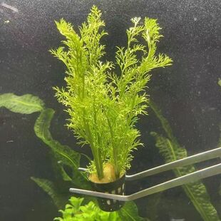 大水芹水草水芹菜中后景鱼缸造景淡水植物无需二氧化碳雷龙缸专用
