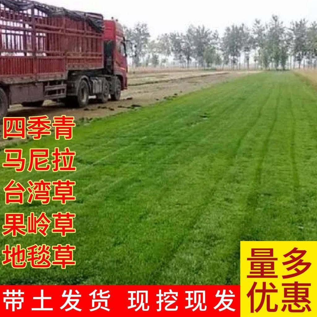 真草皮真草坪带泥土地毯草台湾草别墅庭院花园带土绿化马尼拉草坪,鲜花速递/花卉仿真/绿植园艺,海藻球,淘宝优惠券,粉丝福利购,淘宝优惠卷