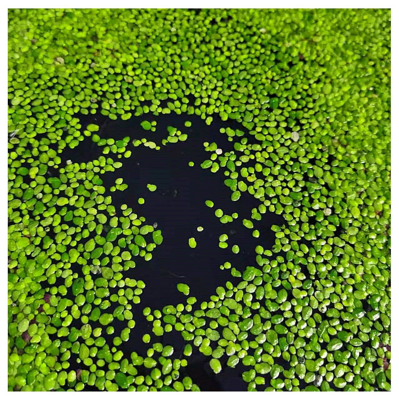 鱼缸净水芝麻浮萍小浮萍浮性水草鱼缸龟缸水族浮萍营养液水草套餐,鲜花速递/花卉仿真/绿植园艺,海藻球,淘宝优惠券,粉丝福利购,淘宝优惠卷