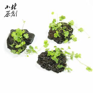 天湖茜天胡荽三裂天胡荽真水草 孔穴火山岩定植 易养前景草坪