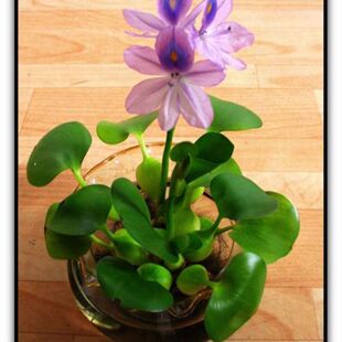 会开花水葫芦鱼缸净水浮性水草水藻萍活体水植物造景