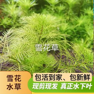 雪花草中后景水草荷兰缸造景植物水下叶打头草