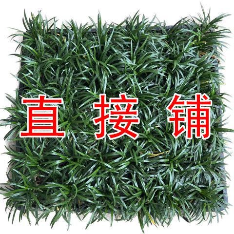 超矮麦冬草玉龙草方盘苗图片