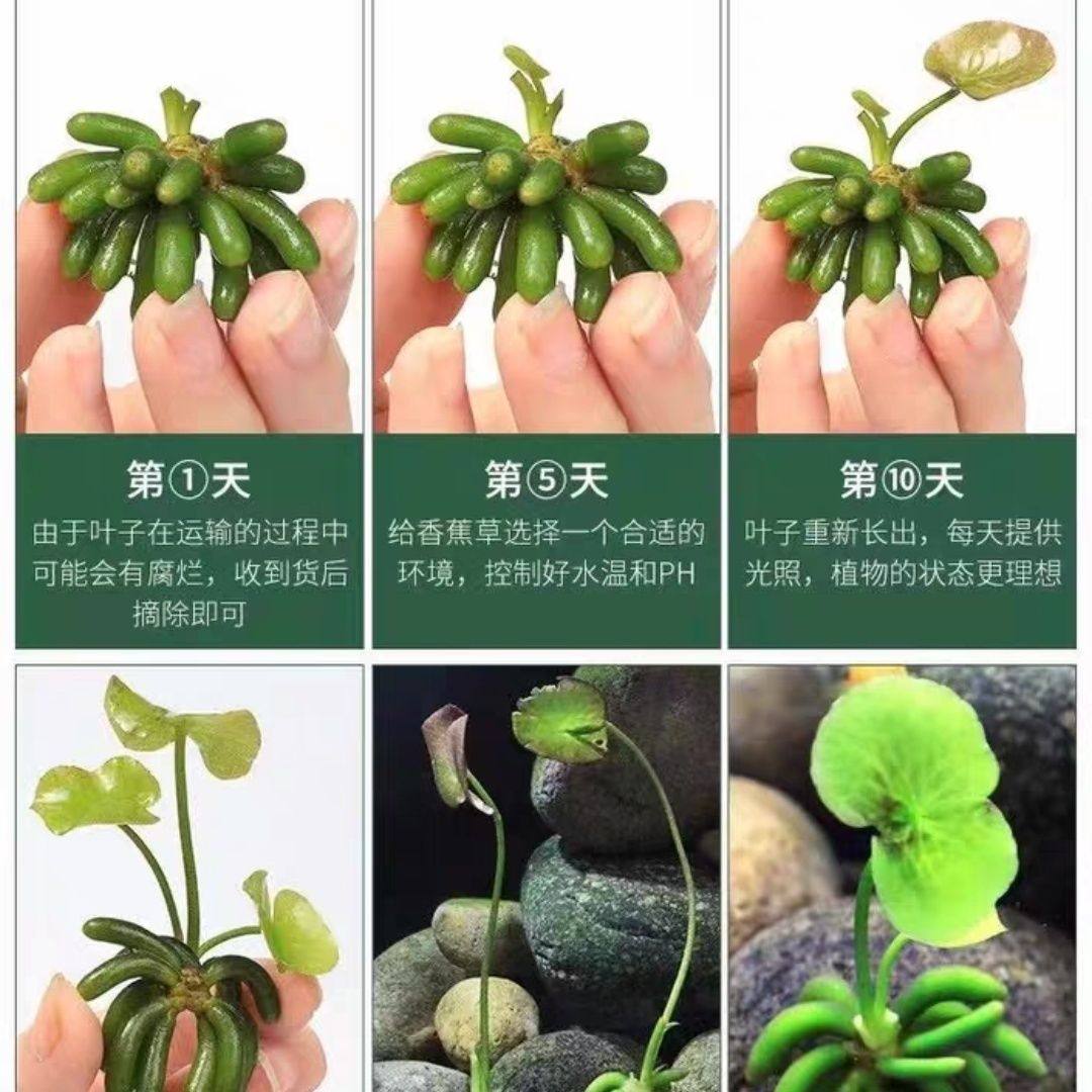 懒人水草香蕉草植物水中叶懒人鱼缸造前景无需种植新手易养活,鲜花速递/花卉仿真/绿植园艺,海藻球,淘宝优惠券,粉丝福利购,淘宝优惠卷