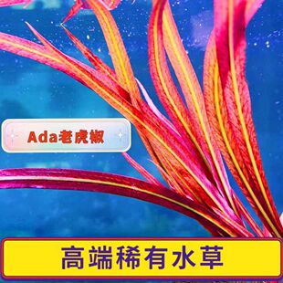 老虎椒稀有红色水草水下植物后景新手无需鱼缸阴性造景自养懒人