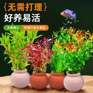 水草鱼缸造景增氧阴性水培榕绿菊蜈蚣草净水定植陶罐水草新手套餐