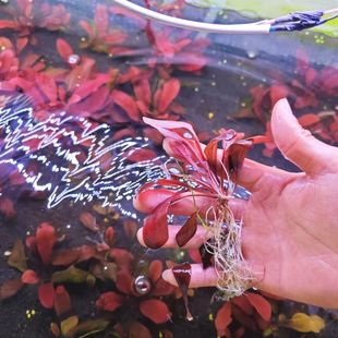 极乐鸟水草红宝石水下鱼缸造景红色后景懒人真草水草植物新手淡水