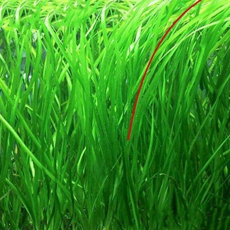 四季常青苦草长叶苦草鱼虾蟹专用养殖净化水质增氧扁担草苦草矮生,宠物/宠物食品及用品,造景/装饰,淘宝优惠券,粉丝福利购,淘宝优惠卷