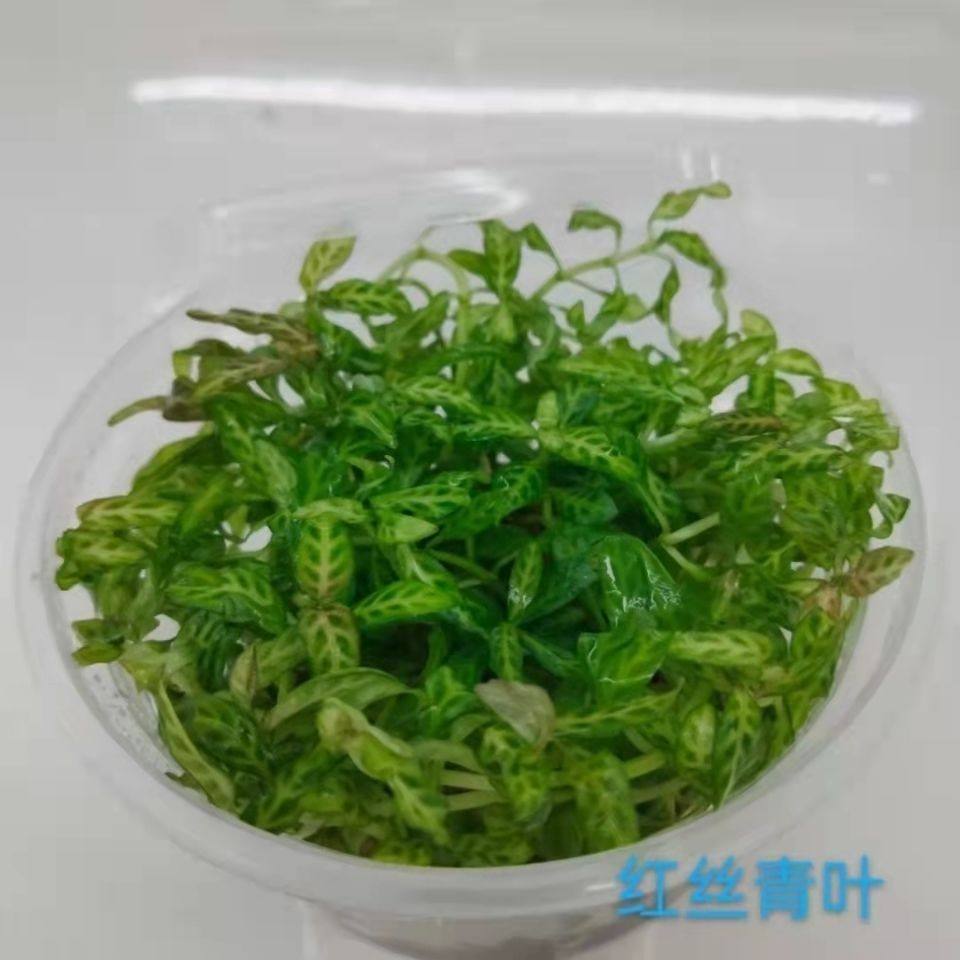 鱼缸造景无菌杯水草牛毛毡椒草叉柱红丁香雨伞血心兰红丝青叶水榕,鲜花速递/花卉仿真/绿植园艺,淘宝优惠券,粉丝福利购,淘宝优惠卷
