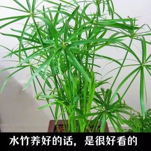 水竹鱼龟缸水培植物龟水竹盆栽水棕竹鱼缸水池塘客厅旱伞草风车草