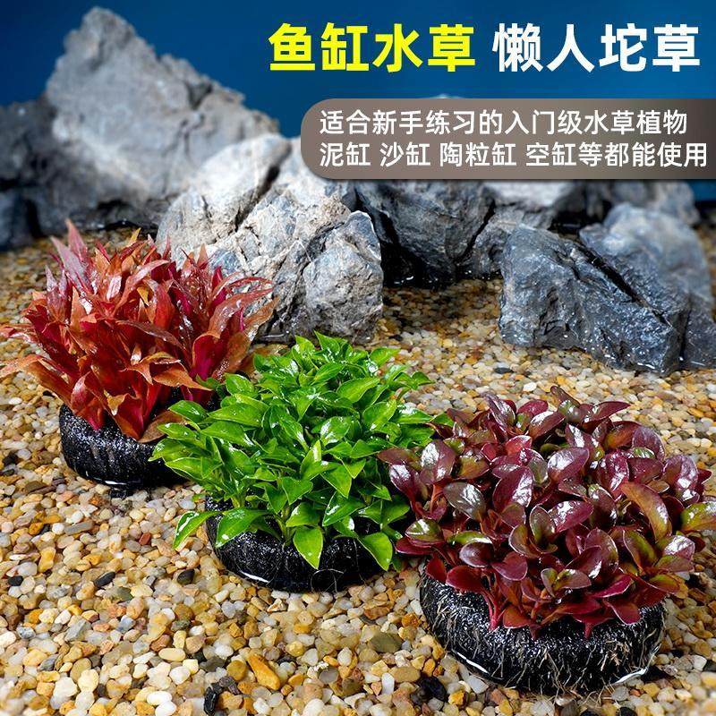 鱼缸水草植物淡水活体水族造景懒人坨草后景水生真草种子草缸增氧,宠物/宠物食品及用品,造景/装饰,淘宝优惠券,粉丝福利购,淘宝优惠卷