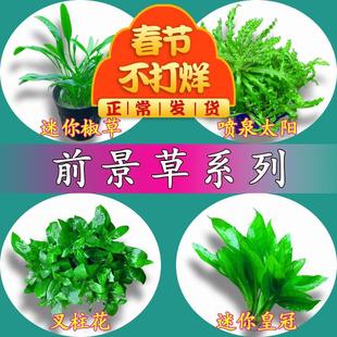 前景草合集鱼缸草坪活体水草爬地矮珍珠迷你矮牛毛叉柱花喷泉太阳
