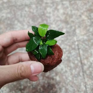 火山石定植迷你榕辣椒榕阴性造景专用沉木水下叶鱼缸前景懒人水草