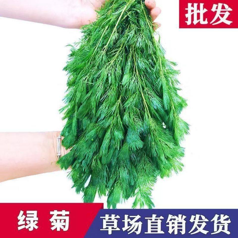 水草绿菊鱼缸造景草场直发中后景淡水懒人草增氧净化水质新手好养,宠物/宠物食品及用品,造景/装饰,淘宝优惠券,粉丝福利购,淘宝优惠卷