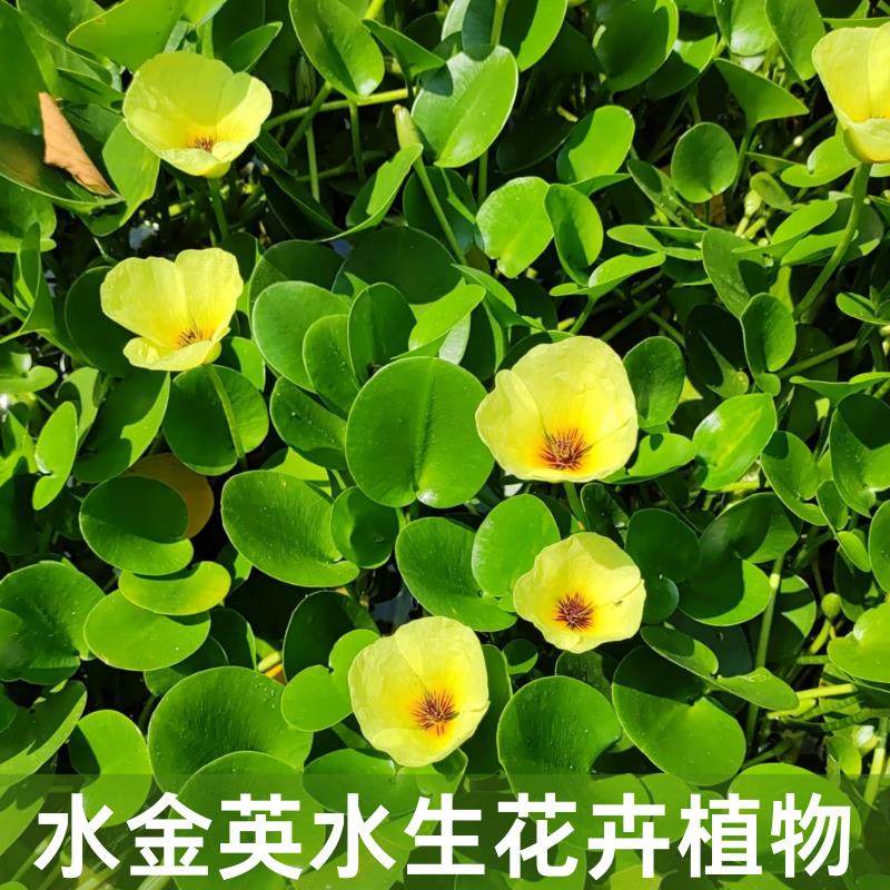 水金英水生花卉漂浮水培植物鱼缸鱼池塘庭院造景水草净化水质好养,鲜花速递/花卉仿真/绿植园艺,海藻球,淘宝优惠券,粉丝福利购,淘宝优惠卷