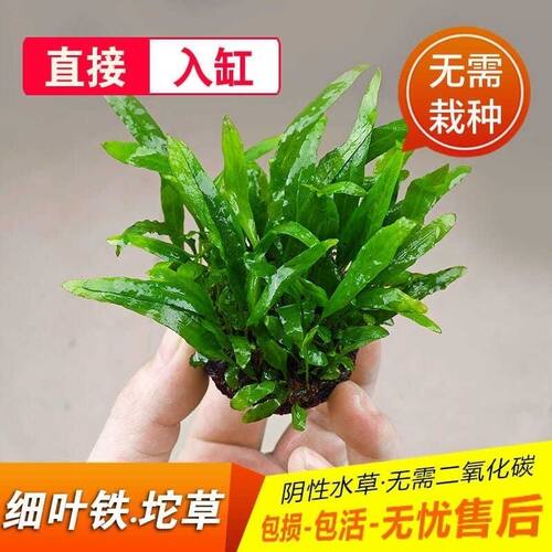 细叶铁皇冠坨草水草阴性