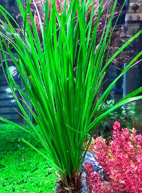 泰国水剑绿色水草植物鲜活水草阴性懒人新手好养水兰净化水质水下