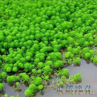 粉绿狐尾藻养殖小龙虾蟹水培植物盆栽鱼缸水草淡水乌龟鱼缸造景