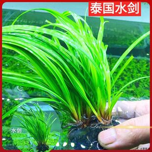 坨草生态溪流净水泰国水剑净化鱼缸真水草增氧原生缸空气缸懒人