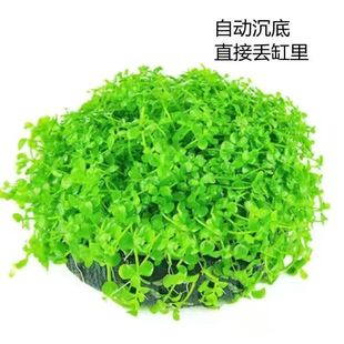 坨草前景水草爬地矮珍珠懒人鱼缸增氧净化阴性造景淡水植物