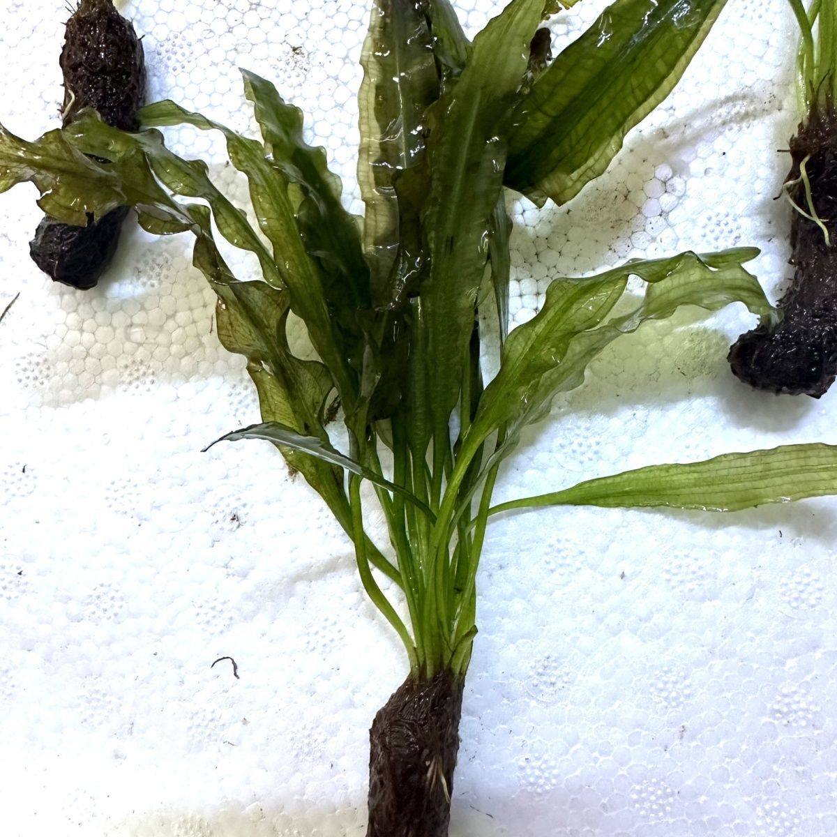 鱼缸水草粉红玻璃浪水草气泡王玻璃浪大卷浪水草鱼缸造景阴性水草,鲜花速递/花卉仿真/绿植园艺,海藻球,淘宝优惠券,粉丝福利购,淘宝优惠卷