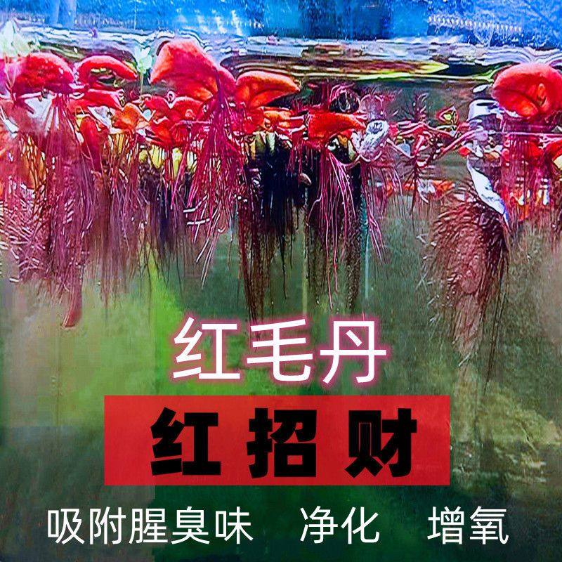 红毛丹浮萍水浮莲水生植物池塘鱼缸造景养殖净化水质水草浮萍水草,鲜花速递/花卉仿真/绿植园艺,海藻球,淘宝优惠券,粉丝福利购,淘宝优惠卷