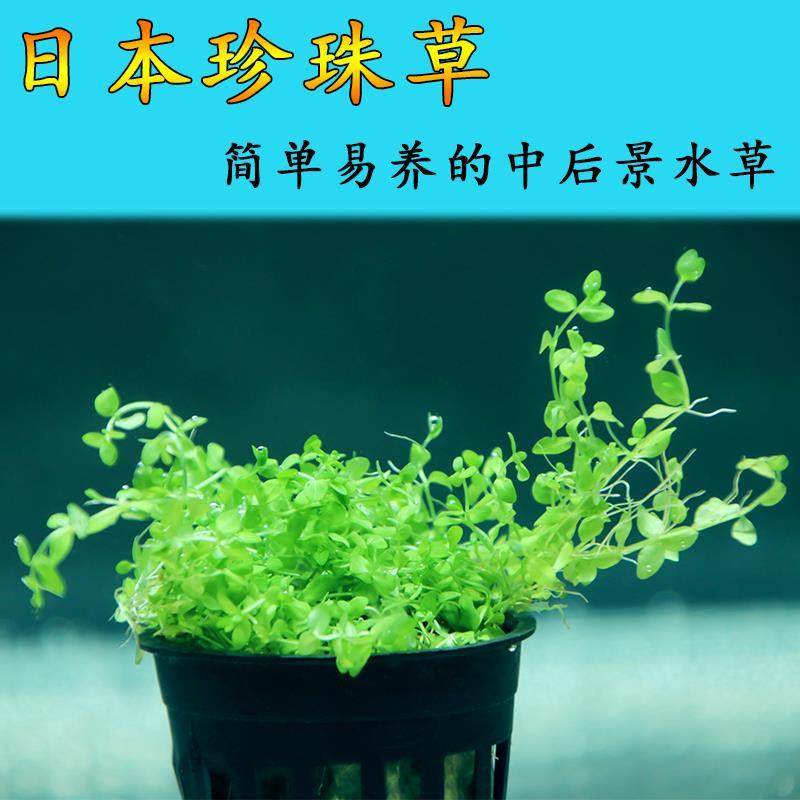 日本珍珠草高珍珠生长快速易爆缸淡水真水草鱼缸造景水培活体植物,宠物/宠物食品及用品,造景/装饰,淘宝优惠券,粉丝福利购,淘宝优惠卷