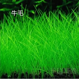 前景草中景草迷你牛毛天湖葵矮挖耳爬地矮珍珠南美叉柱花水草造景