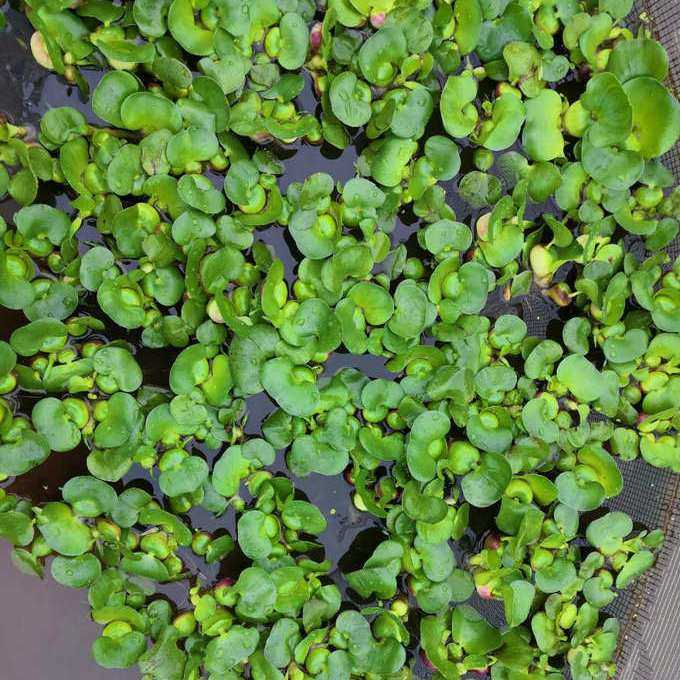 水葫芦让水域焕发生机自然繁殖养鱼养虾养龟池塘鱼缸鱼池养殖,鲜花速递/花卉仿真/绿植园艺,海藻球,淘宝优惠券,粉丝福利购,淘宝优惠卷