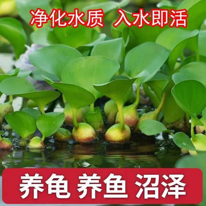 大量水葫芦池塘养殖水草碰水即活自然繁殖养鱼养虾养龟净化,鲜花速递/花卉仿真/绿植园艺,海藻球,淘宝优惠券,粉丝福利购,淘宝优惠卷