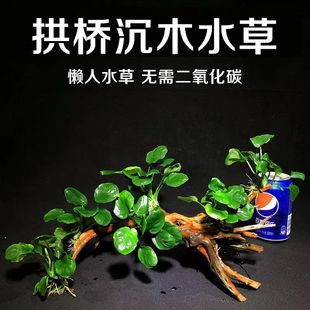 新手套餐增氧山涧榕南美缸水榕水草莫斯丹麦榕好养草缸摆件金钱榕