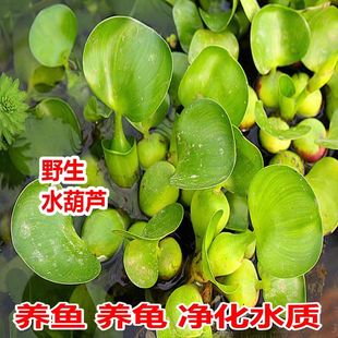 水葫芦净化水质吸收氨氮水草浮萍鱼缸造景水生植物养鱼塘水草种籽