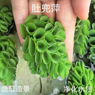 鱼缸水草浮萍肚兜萍一叶莲浮性水草净化水质养鱼龟活体植物
