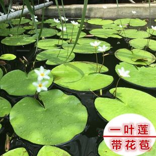 水培植物水芙蓉魁叶萍狐尾藻一叶莲铜钱草鱼缸水草浮萍水养绿植