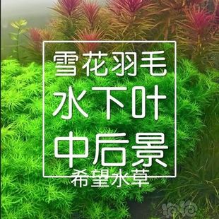 雪花百叶雪花羽毛水草水下叶荷兰景鱼缸装饰草缸造景淡水水草中景