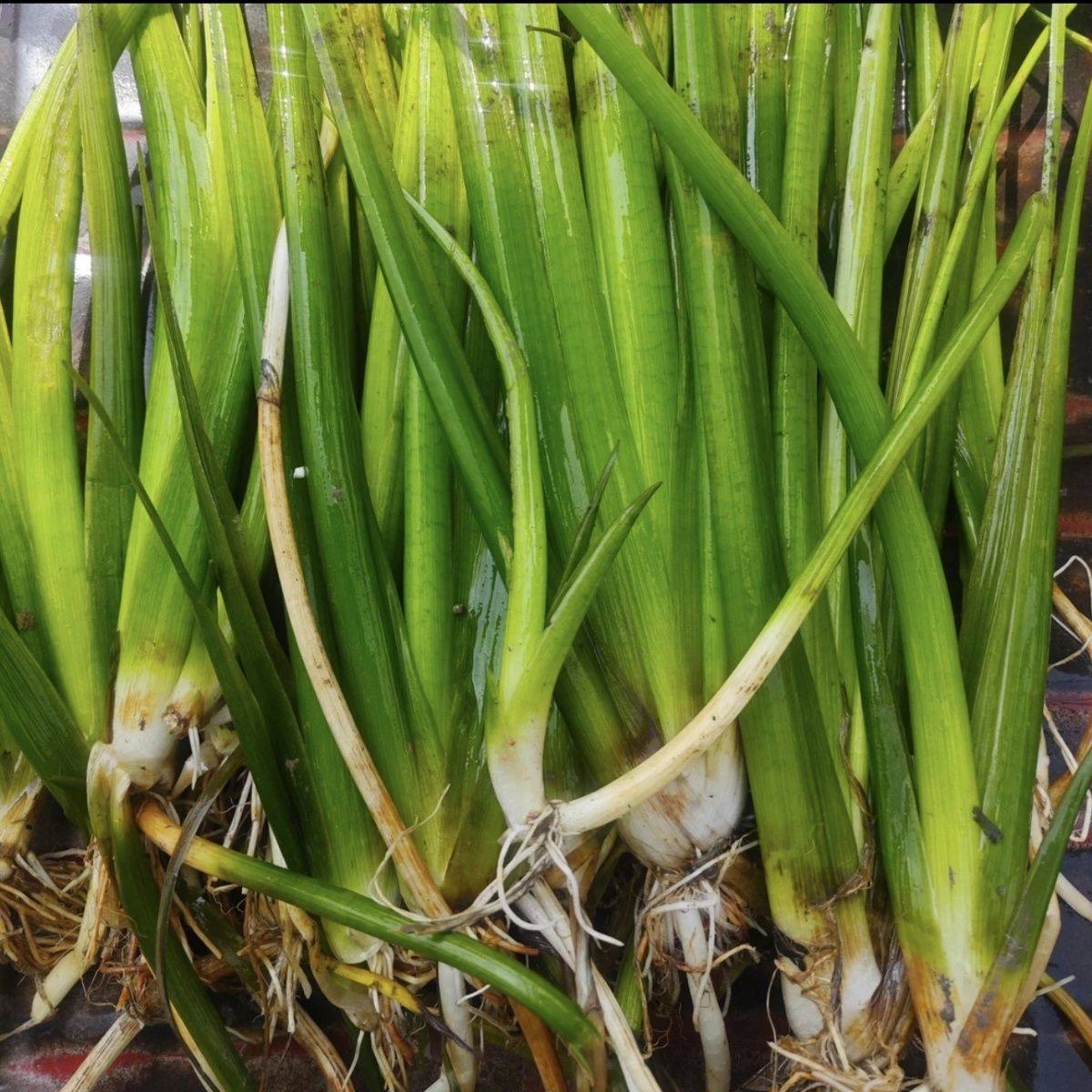 养虾神草野慈姑挺水植物野慈菇水培茨菰水草沼泽过滤净化水质新鲜,鲜花速递/花卉仿真/绿植园艺,海藻球,淘宝优惠券,粉丝福利购,淘宝优惠卷