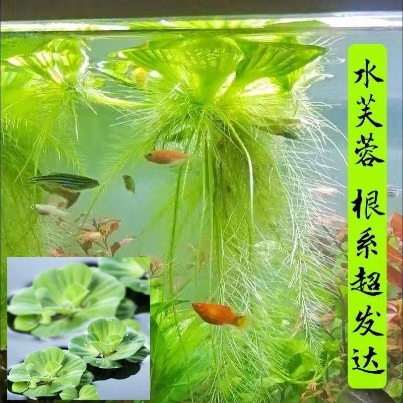 水葫芦植物浮萍水草鱼缸龟缸鱼塘真草净化水养不死四季常青,宠物/宠物食品及用品,造景/装饰,淘宝优惠券,粉丝福利购,淘宝优惠卷