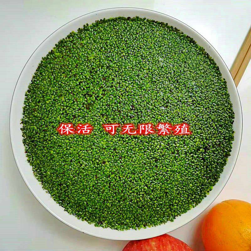 水培小浮萍芝麻浮萍无根萍卵萍小叶浮萍鱼缸装饰懒人增氧圆心浮萍,鲜花速递/花卉仿真/绿植园艺,海藻球,淘宝优惠券,粉丝福利购,淘宝优惠卷
