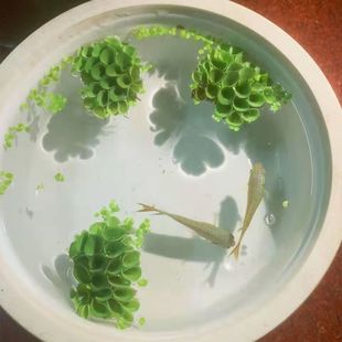 浮萍水芙蓉水生植物浮性水草浮萍槐叶浮萍净水作用饲料鱼虾缸造景