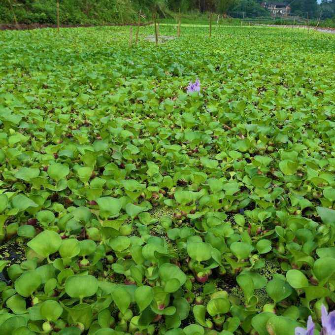 水葫芦自然好养水生植物 净化水质 养鱼养虾养龟鱼缸造景水培植物,鲜花速递/花卉仿真/绿植园艺,海藻球,淘宝优惠券,粉丝福利购,淘宝优惠卷