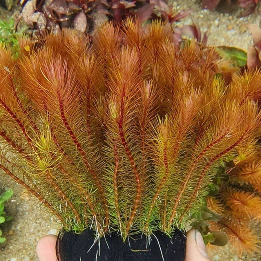 新手水草养鱼造景红色懒人前景水草增氧坨草红波小鱼缸鲜活绿植,宠物/宠物食品及用品,造景/装饰,淘宝优惠券,粉丝福利购,淘宝优惠卷