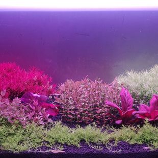 适合新手绿宫廷血红宫廷套餐水草打头草水下叶荷兰景草缸组合套餐