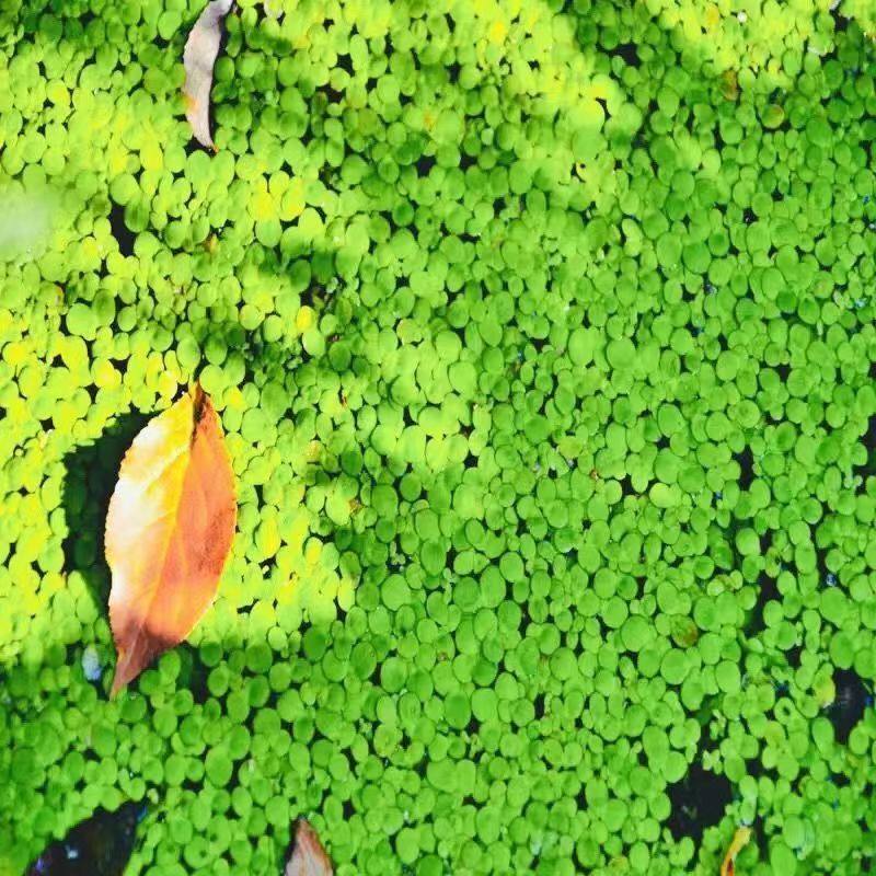 小叶芝麻浮萍养鱼养龟水草鱼缸造景净化水质天然营养食物水生植物,鲜花速递/花卉仿真/绿植园艺,海藻球,淘宝优惠券,粉丝福利购,淘宝优惠卷