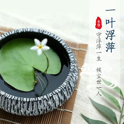水芙蓉水葫芦一叶莲槐叶