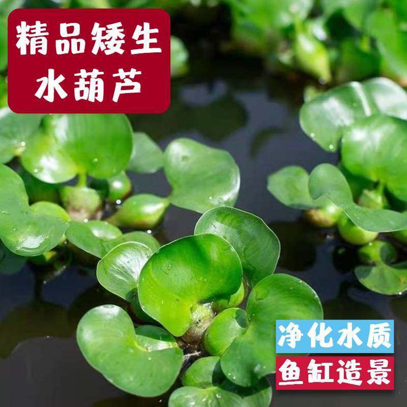 水葫芦浮萍养鱼净化水质鱼塘水草牡丹水芙蓉盆景淡水养龟鱼缸造景,鲜花速递/花卉仿真/绿植园艺,海藻球,淘宝优惠券,粉丝福利购,淘宝优惠卷
