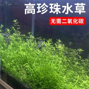 水草日本珍珠草高珍珠鱼缸造景无需二氧化碳新手水草中景后景草