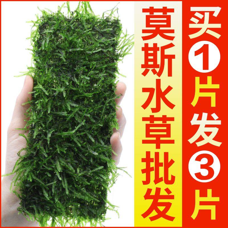 鱼缸莫斯水草植物活体慕斯片草皮散装莫丝沉木大三角垂泪前景造景,宠物/宠物食品及用品,造景/装饰,淘宝优惠券,粉丝福利购,淘宝优惠卷